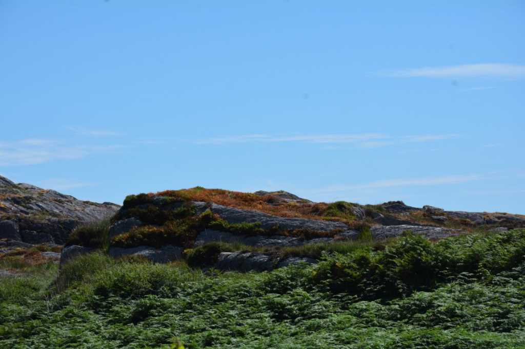 DSC_5047Mittel_.JPG